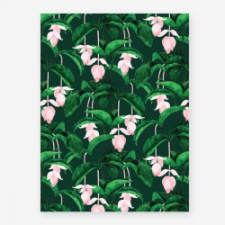Affiche Large Medinilla