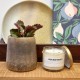 Bougie Jardin méditerranéen - 200 g
