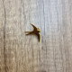 Pin's hirondelle doré